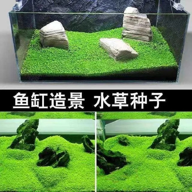 Venta al por mayor mini pares de hojas aquarium hierba de primer plano semillas de hierba acuática hermosas plantas acuáticas en stock gran oferta