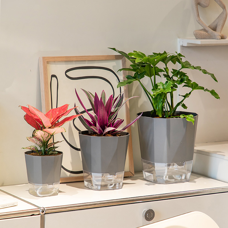 Lazy people's special self-drawing water potted plant, no need to water, octagonal transparent water storage green ivy flowerpot, anti-root rot desktop decoration details Picture
