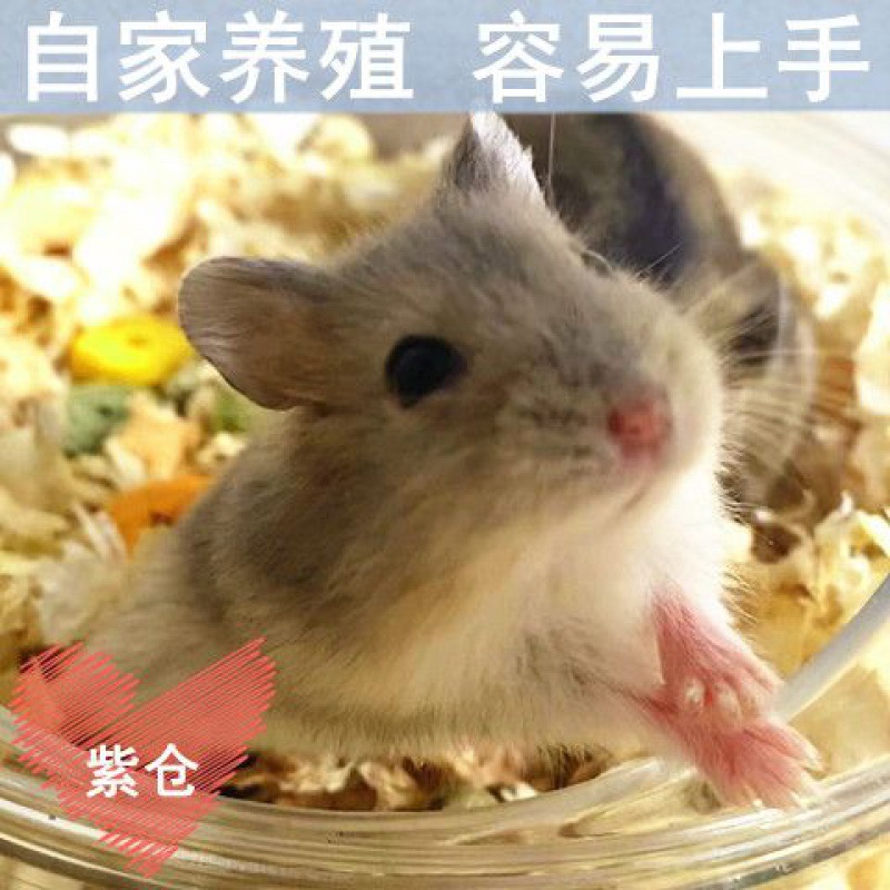 仓鼠批发小银细节图