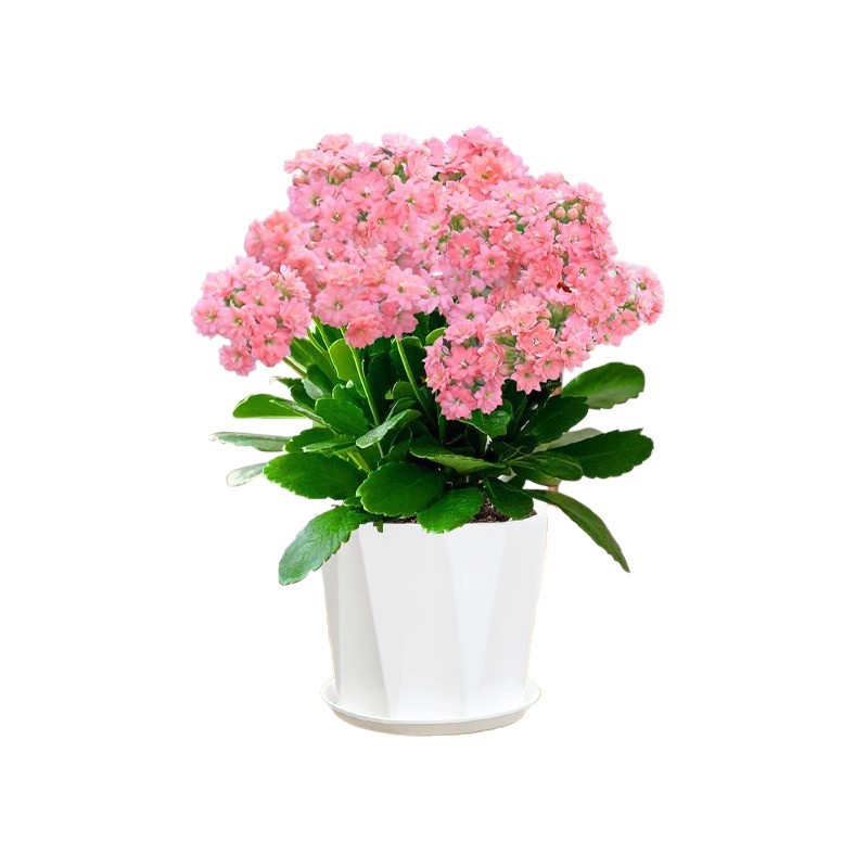 手工花毛线编织/花种子/多肉盆栽/毛线手工花/花盆模具白底实物图