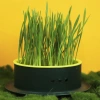 New edible cat grass seeds scientifically eliminate bad breath and supplement dietary fiber. Direct supply from cat snack manufacturers Application Scenario