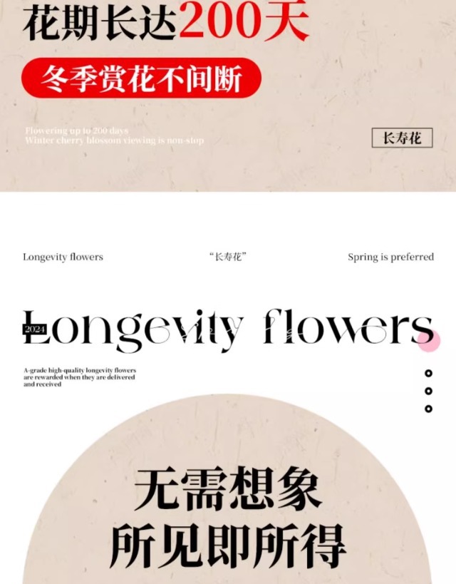 长寿花盆栽重瓣变色龙大花带花苞花苗室内易活花卉四季开花绿植物详情7