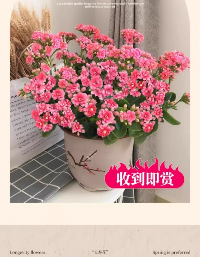 长寿花盆栽重瓣变色龙大花带花苞花苗室内易活花卉四季开花绿植物详情2