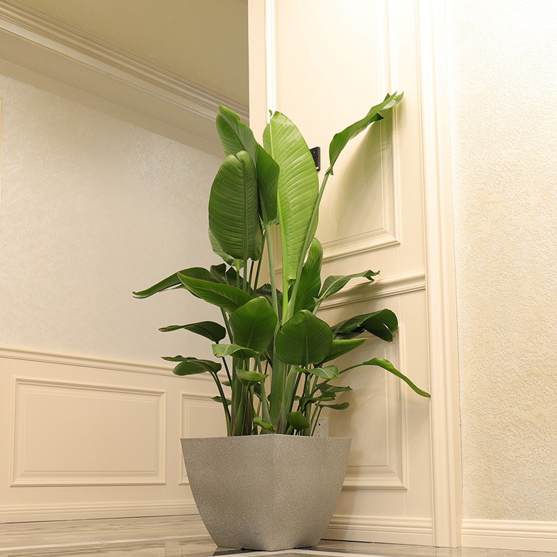 Global Factory Straight Hair Imitation Cement Resin Plastic Living Room Large Flower Pot Turtle Back Bamboo Fortune Tree Bird Of Paradise Green Plant Pot Application Scenario