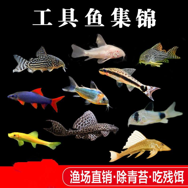 import细节图
