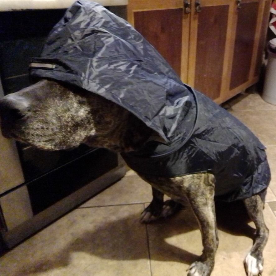 狗狗服装实物图