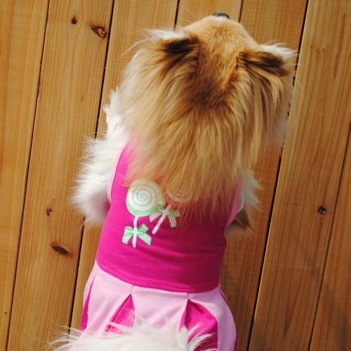 狗狗服装实物图
