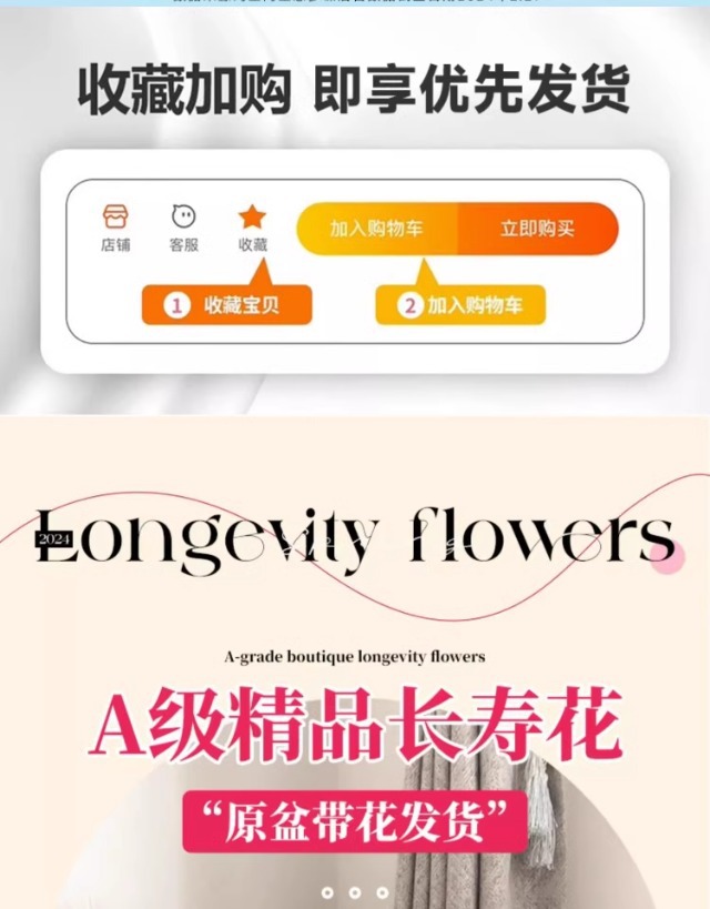 长寿花盆栽重瓣变色龙大花带花苞花苗室内易活花卉四季开花绿植物详情1