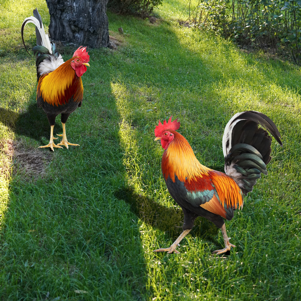 Cross border explosion three-dimensional simulation rooster yard yard art garden outdoor decoration acrylic plug-in Specification drawing