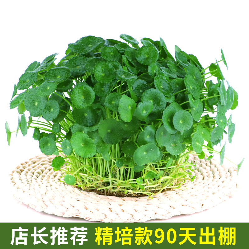 驱蚊草实物图