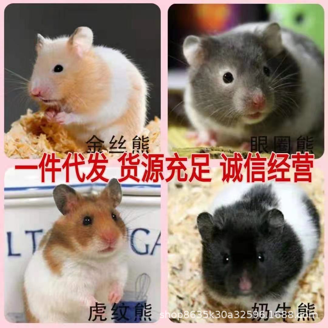Baby Hamster Hair Live Three Lines Purple Silvery Fox Pudding Gold Silk Bear Hamster Hair Eye Ring Bear Hamster