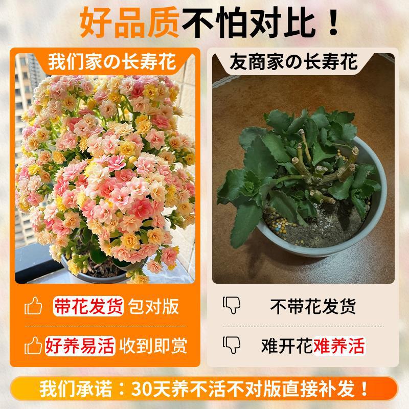 手工花毛线编织/花种子/多肉盆栽/毛线手工花/花盆模具产品图