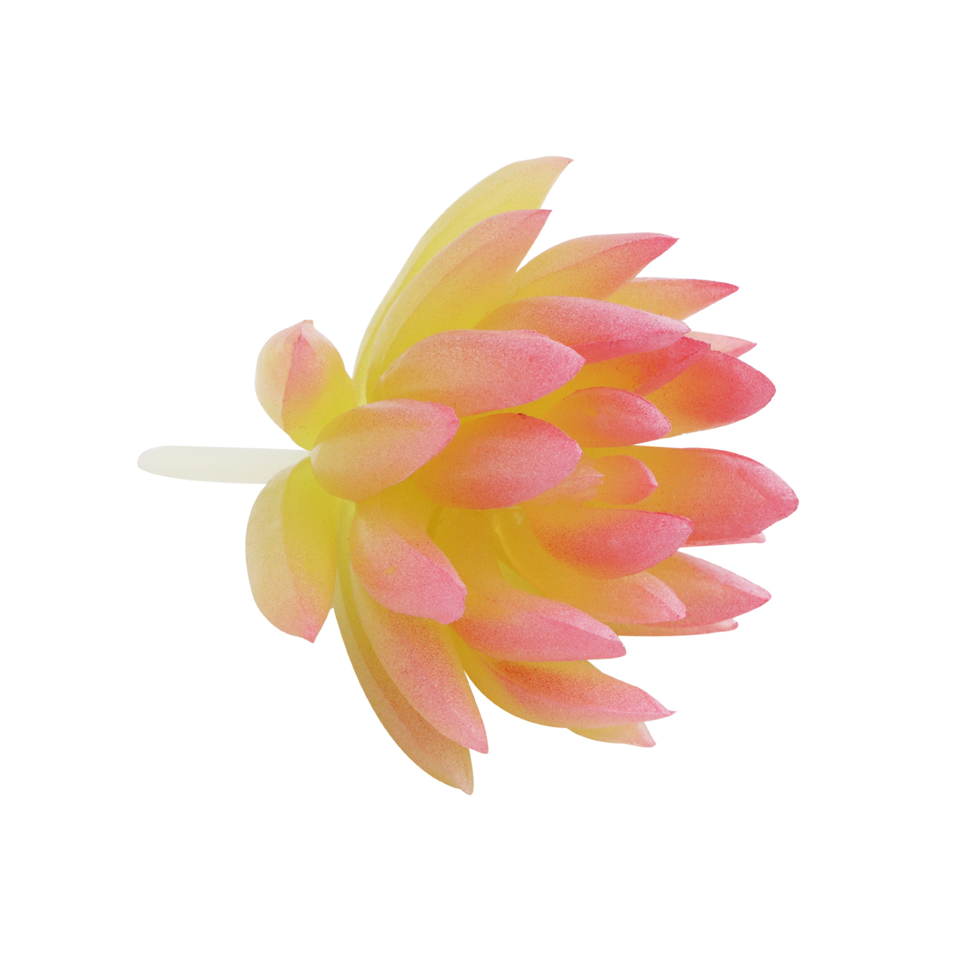 نباتات مصغرة متعددة اللحوم Specification image