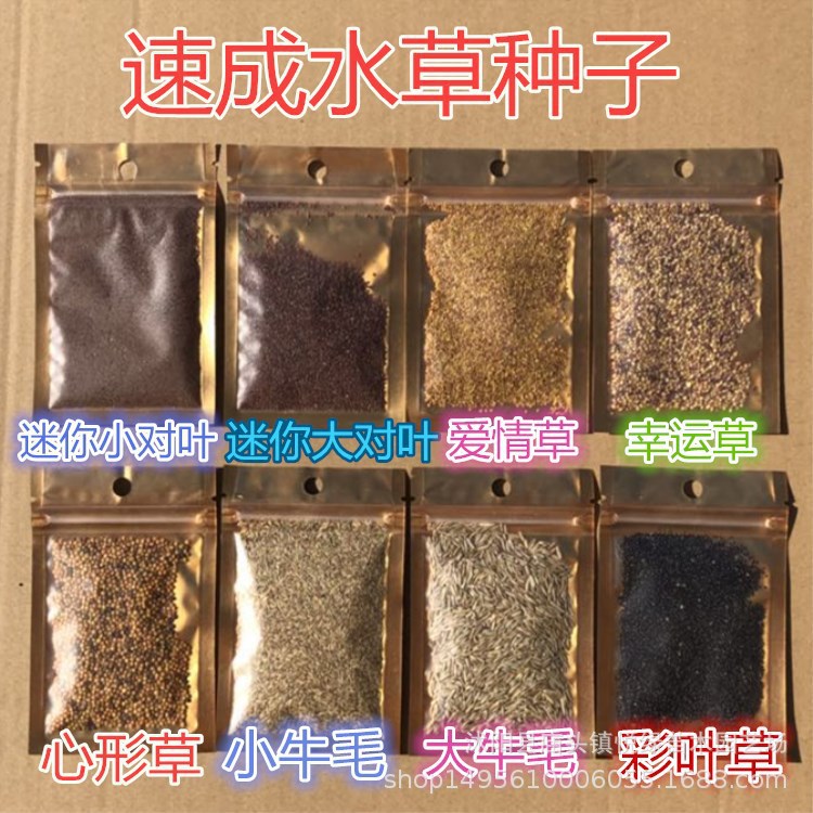 Venta al por mayor mini pares de hojas aquarium hierba de primer plano semillas de hierba acuática hermosas plantas acuáticas en stock gran oferta details Picture
