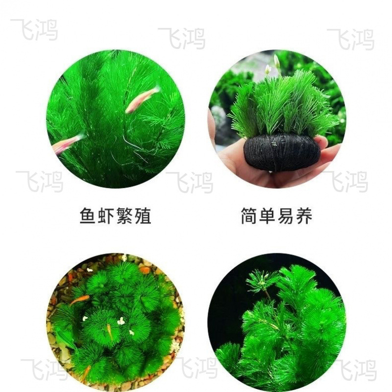 Hierba hierba hierba verde aumento de oxígeno perezoso esférico hierba acuática todo un conjunto de boxfish fish acuario paisaje sin arena de fondo para purificar la calidad del agua Application Scenario