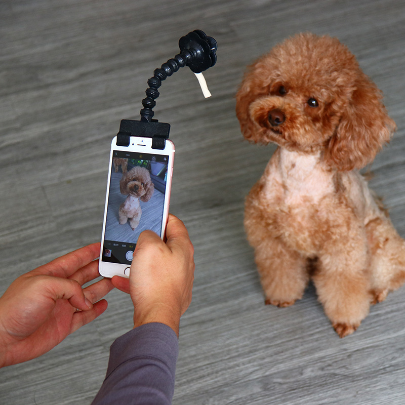 Pet toys for cats and dogs, camera viewing selfie tool, pet selfie stick, human-pet interactive toys Specification image