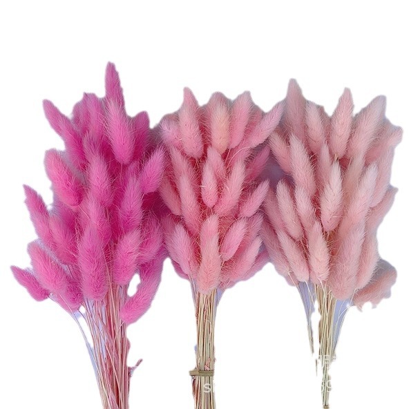 A bunch of 50 dried and white rabbit tail grasses Item Picture