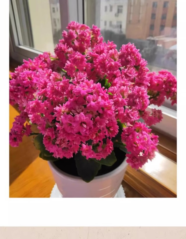 长寿花盆栽重瓣变色龙大花带花苞花苗室内易活花卉四季开花绿植物详情5