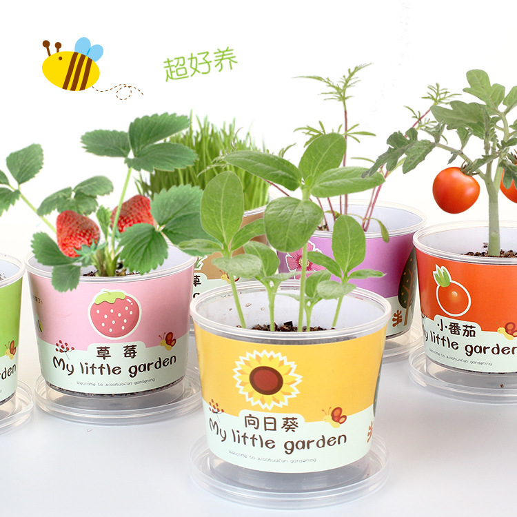 小豆丁DIY绿植小盆栽办公室桌面植物盆景儿童小礼物种植迷你盆栽