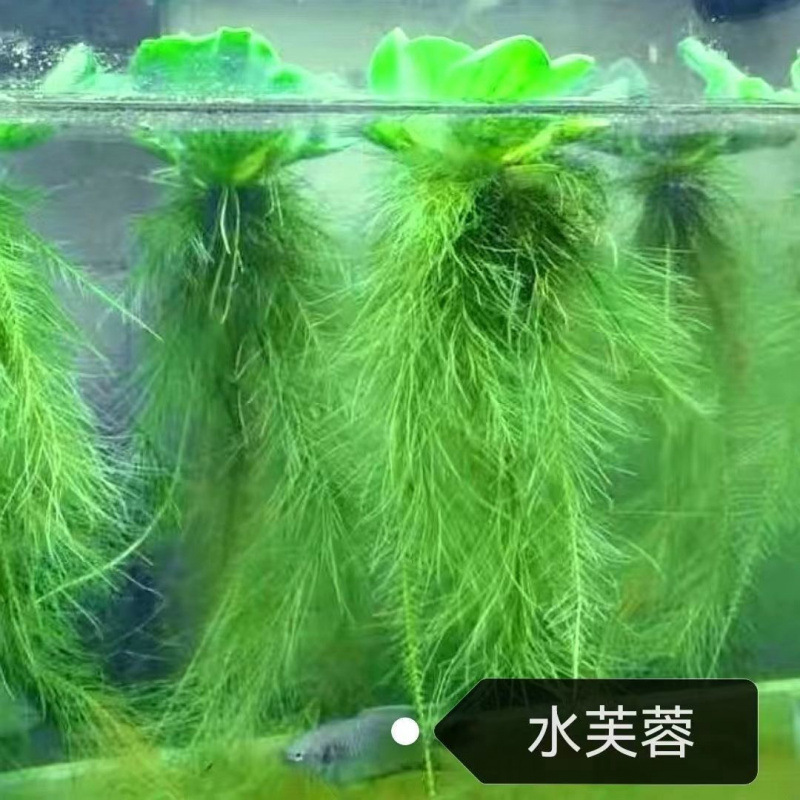 Pequeño granjero agua hibisco agua flotante acuática hierba acuática planta hidroponía aumento de oxígeno purificación de calidad del agua pez tortuga acuario paisaje