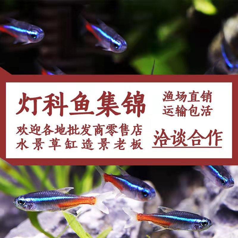 观赏鱼实物图
