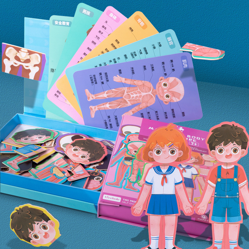 磁性人体器官产品图