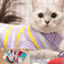 新款宠物毛衣/猫猫衣服细节图