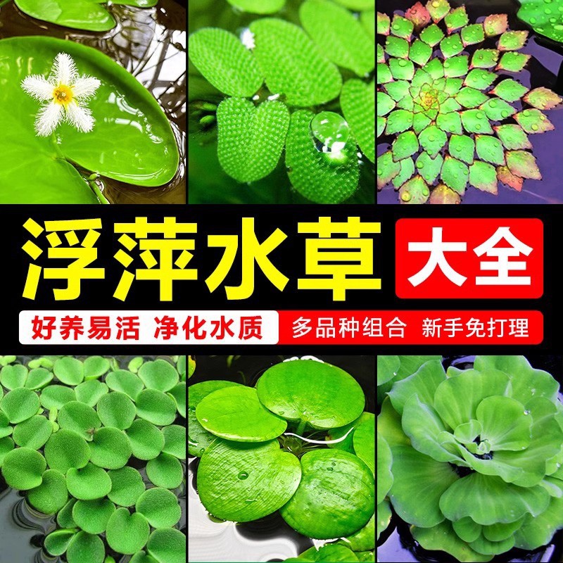 浮萍水草大全植物鱼缸造景水培一叶莲水芙蓉水葫芦睡莲净水草场发
