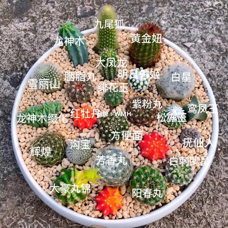 Mixed batch of cactus side bud rootless ball package succulent plants can be grafted to reproduce colorful flowering cactus