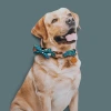 Maidi 2022 New Product Recommendations: Printed large and medium-sized pet cat and dog adjustable neck collar, bow pet collar, pet supplies, dog ring details Picture