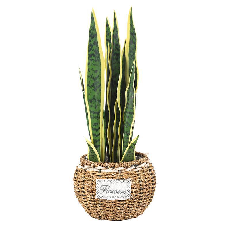 北欧仿真植物/仿真虎皮兰/仿真多肉植物白底实物图