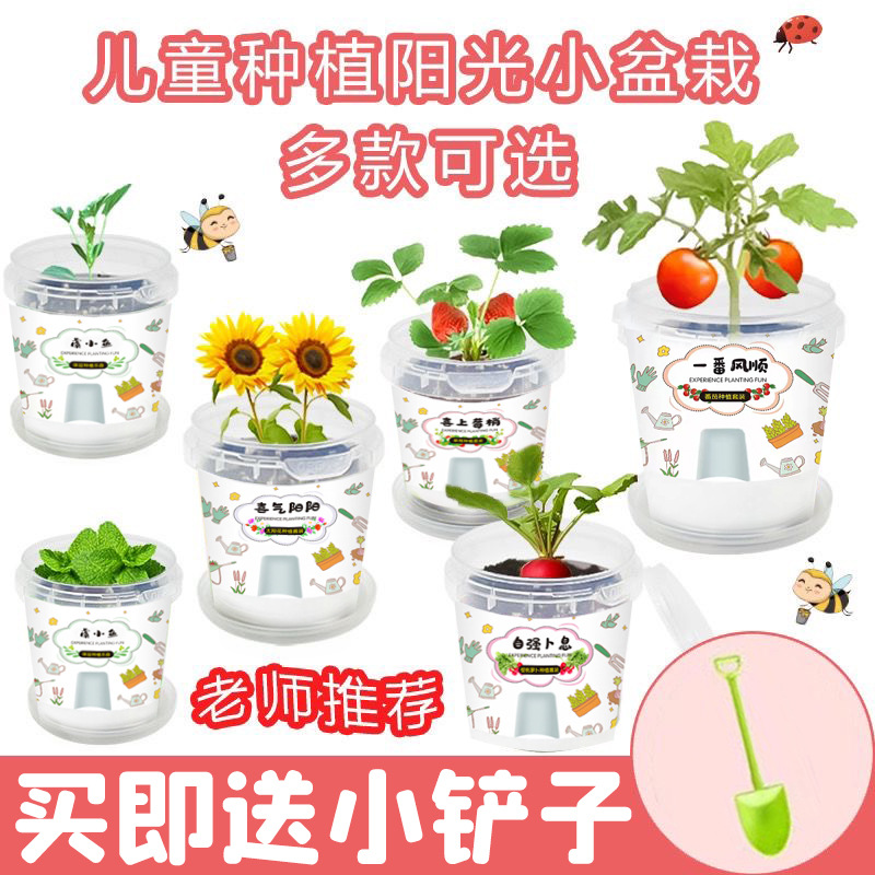 一件代发儿童种植绿植小盆栽盲盒幼儿园小学生植物生长观察发芽种