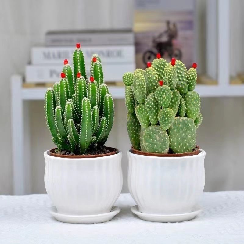开花仙人掌办细节图