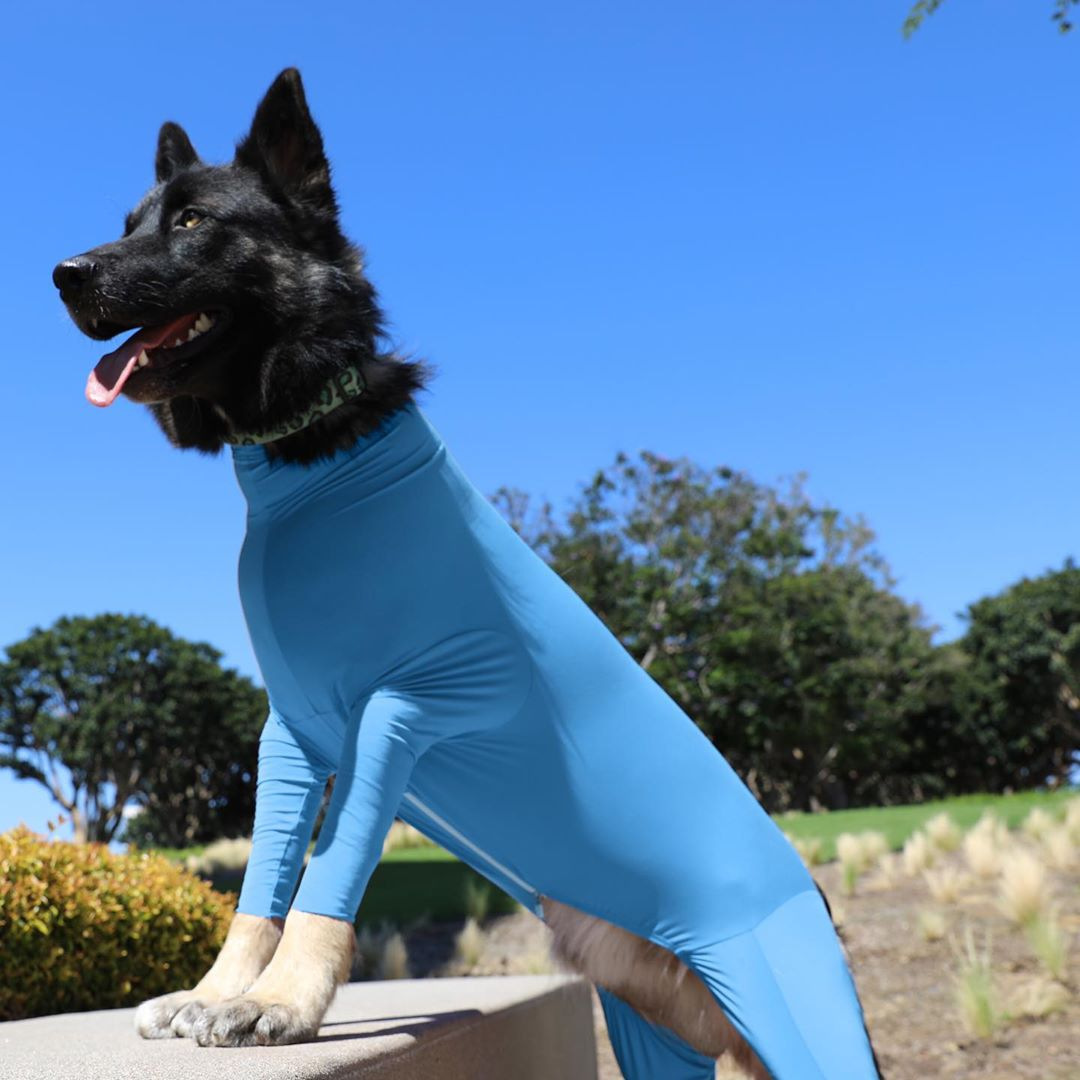 Big Dog Manufacturers Base Full Package Four-Legged Autumn And Winter Dog Clothes Four-Legged Clothing Pet Clothing Cat Elastic Specification drawing