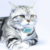 工厂nut宠物定位器项圈蓝牙防丢器近定位猫咪智能追踪器