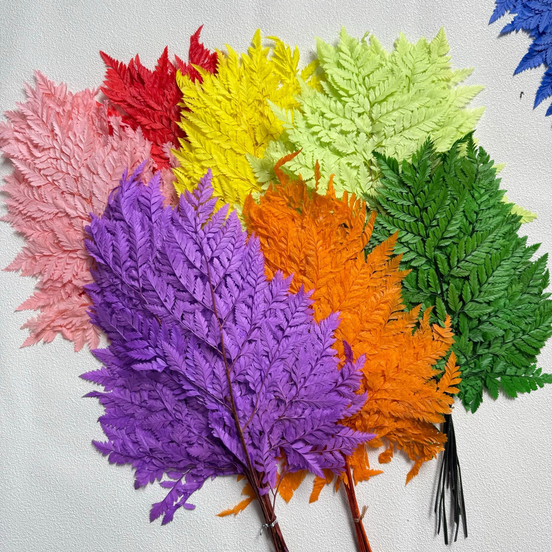 Flower's Yunnan factory directly supplies fresh flower and leaf materials, tall goat's tooth leaves, preserved flower accessories, and floral art preserved flower materials details Picture