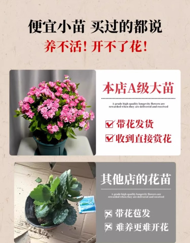 长寿花盆栽重瓣变色龙大花带花苞花苗室内易活花卉四季开花绿植物详情3