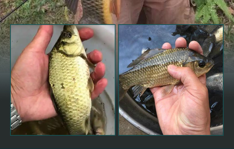 Wholesale of ultra-light, ultra-hard, high-carbon fishing rods, comprehensive rods for wild fishing of crucian carp and carp, lightweight comprehensive rods and platform fishing rods pic 14