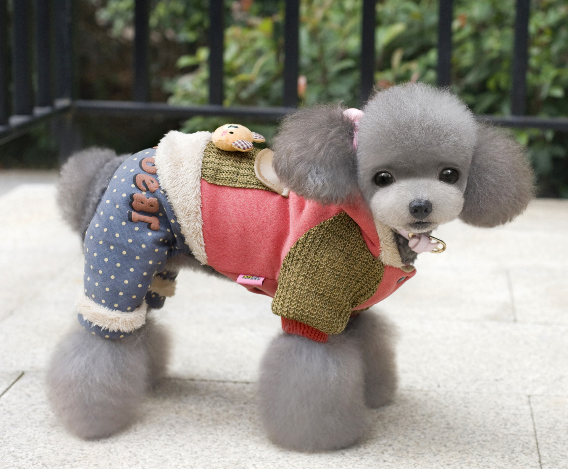 Pet clothing for autumn and winter: Fashionable British-style cat cotton-padded clothes with fleece and thickening, warm and comfortable. Four-legged clothes for dogs Application Scenario
