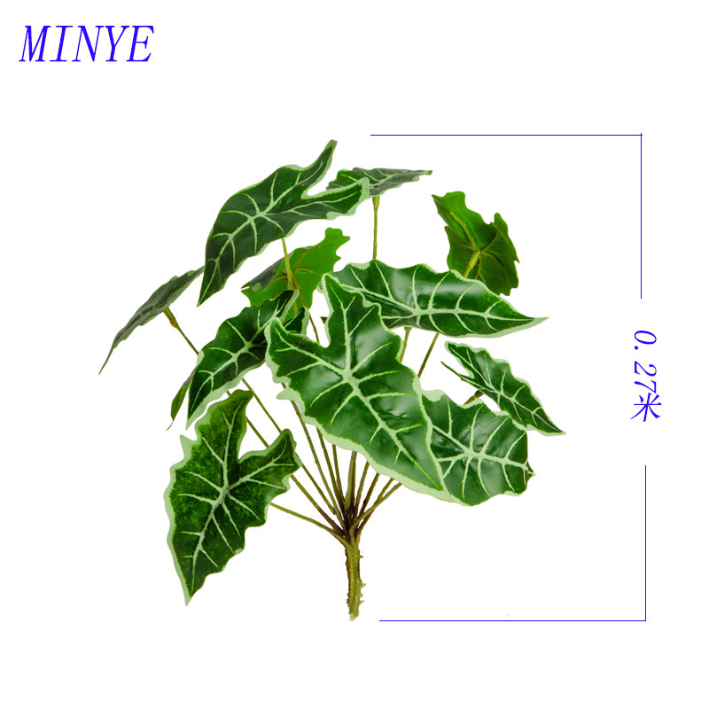 0.27M小12头观音竹芋SKU1