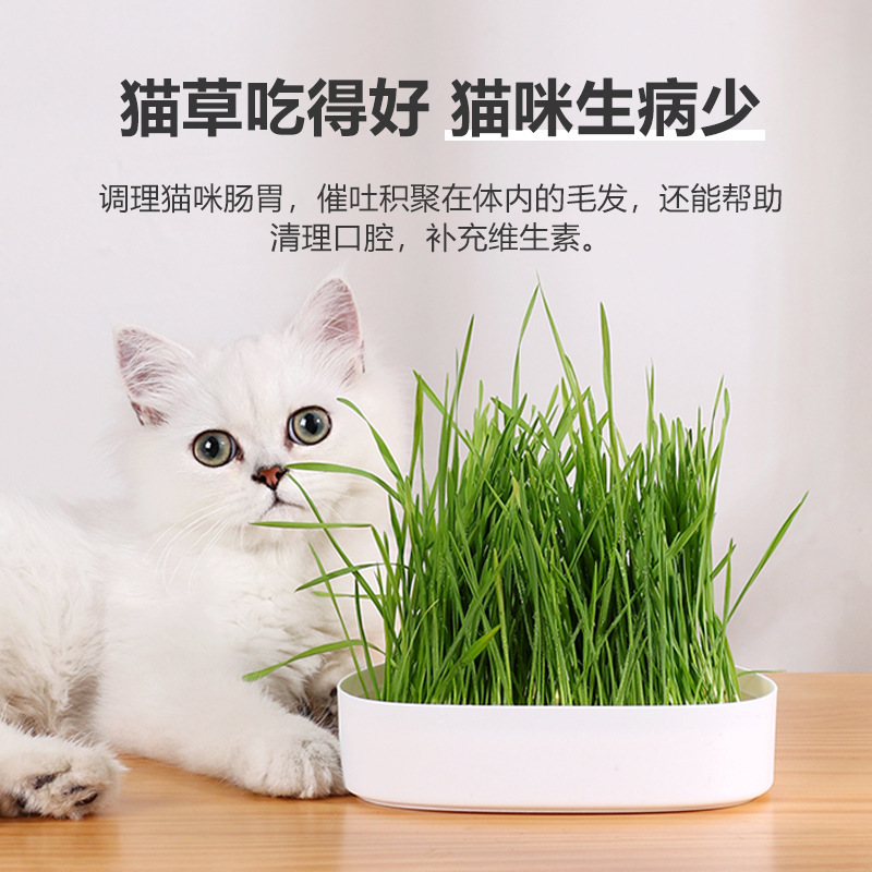 Cartoon catgrass potted seed into baby cat to hairball lazy cat grass box cat hydroponic catgrass hydroponic box Specification drawing
