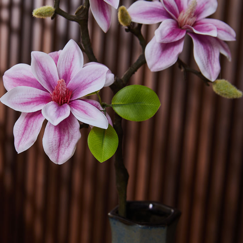 手感小西湖玉/胶片玉兰产品图