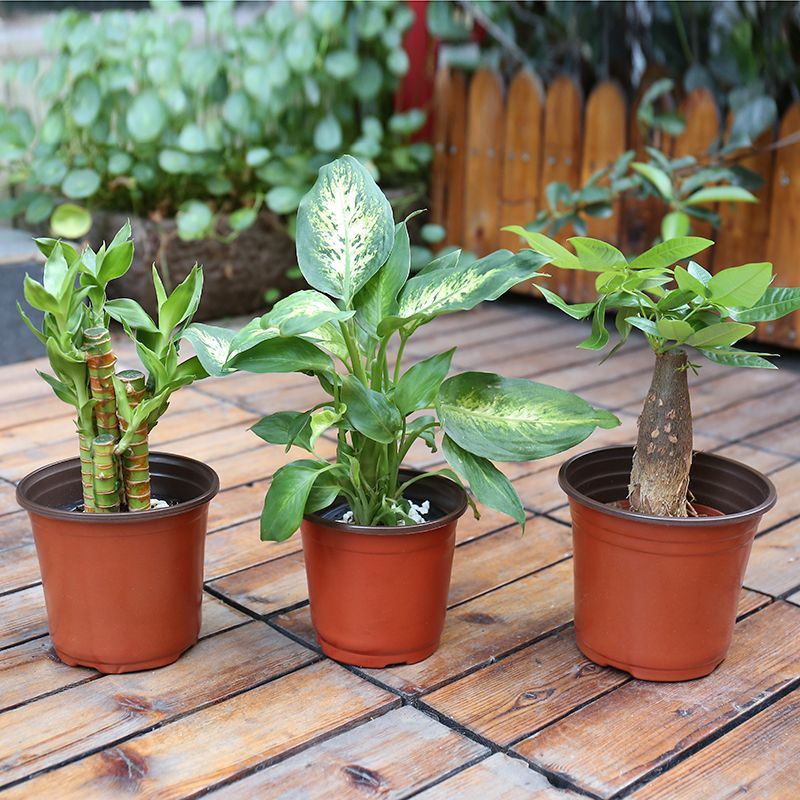 Disposable seedling POTS, two-color POTS, plastic simple flowerpots, soft plastic seedling two-color flowerpots, planting POTS, free shipping details Picture