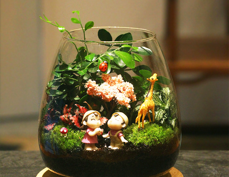 苔藓植物微景观瓶玻璃生态瓶办公桌面创意绿植摆件 DIY玻璃景观瓶详情13