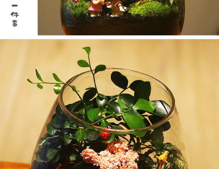苔藓植物微景观瓶玻璃生态瓶办公桌面创意绿植摆件 DIY玻璃景观瓶详情15