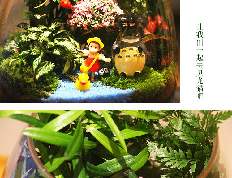 苔藓植物微景观瓶玻璃生态瓶办公桌面创意绿植摆件 DIY玻璃景观瓶详情10
