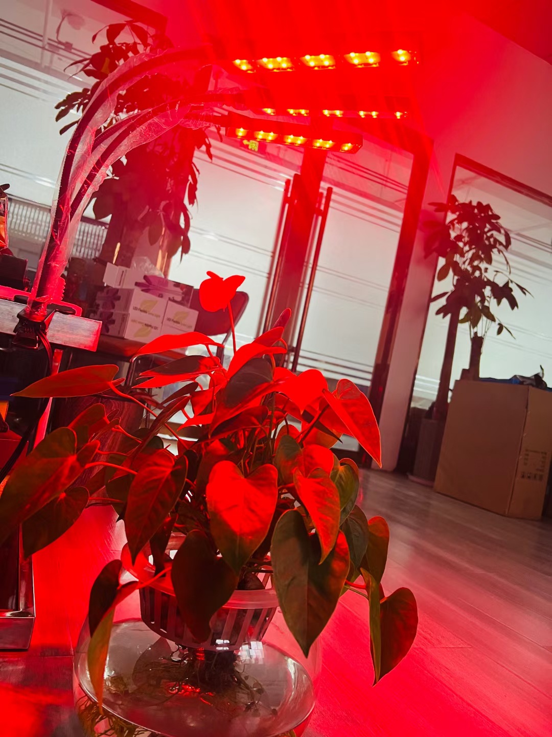 LED plant growth light, multi-head clip light, flower coloring timing dimming light, full-spectrum succulent supplementary lighting light Specification image