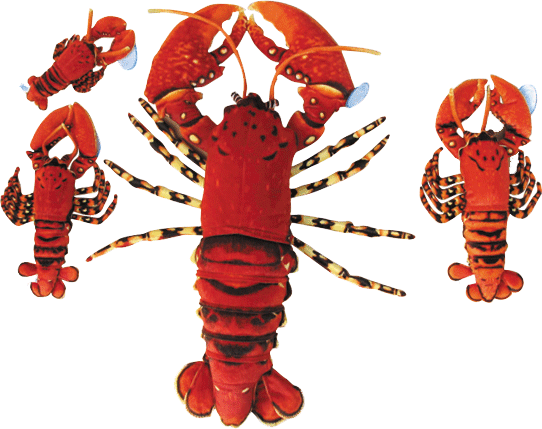 Simulated Marine animal lobster plush toy doll, gift, throw pillow present