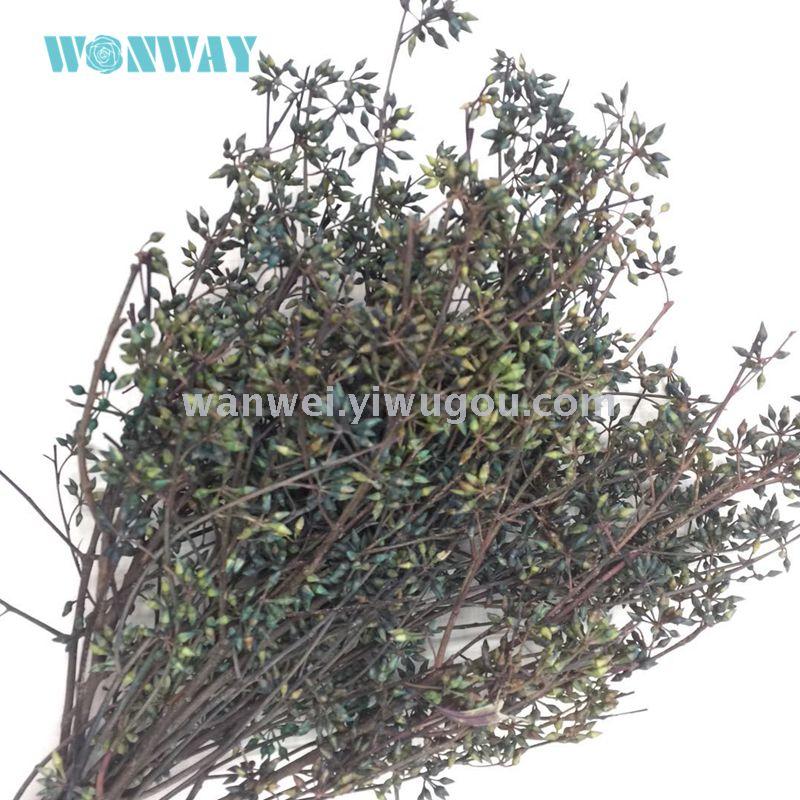 仿真植物实物图