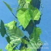 Single artificial grapevine stem, artificial green vine leaves, artificial grapevine leaves, artificial ivy Application Scenario